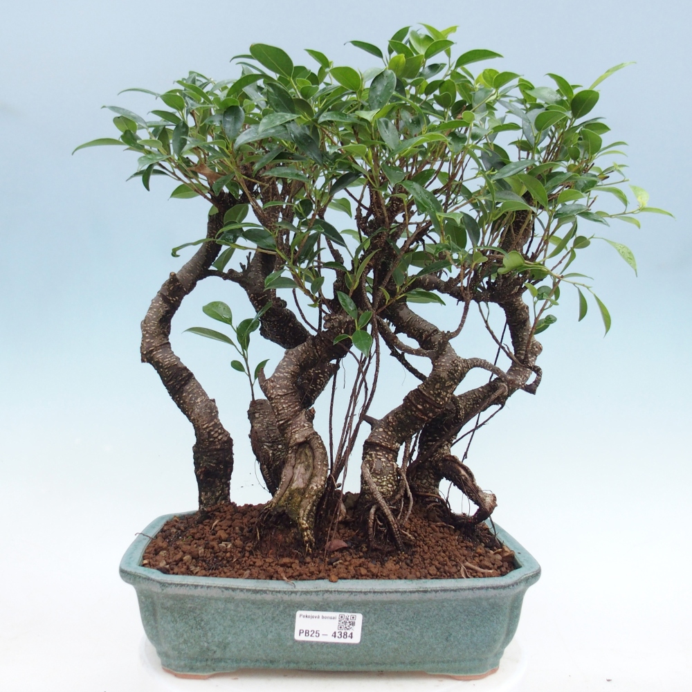 Szobai bonsai - Ficus kimmen - kislevelű fikusz