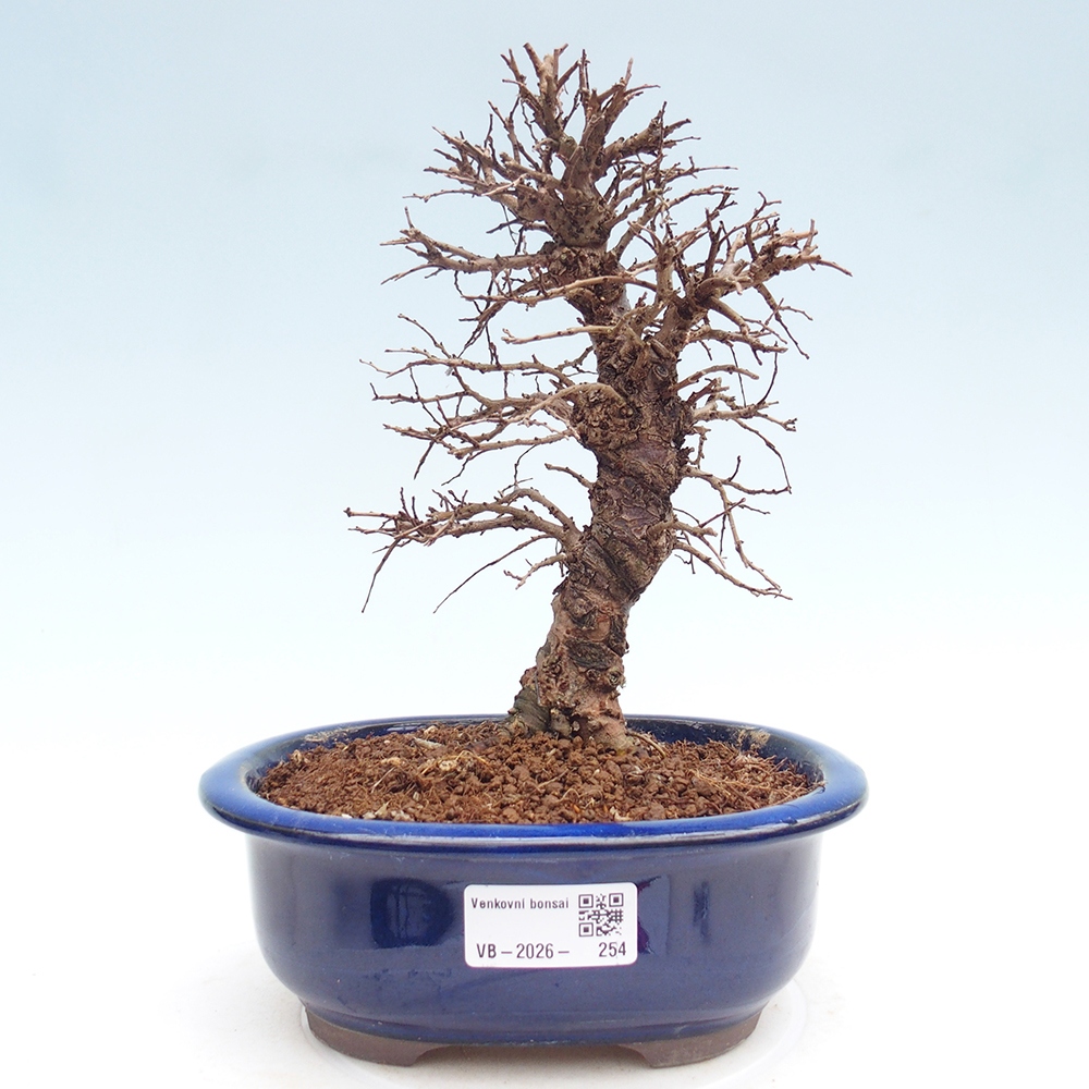 Kültéri bonsai - Zelkova - Zelkova NIRE