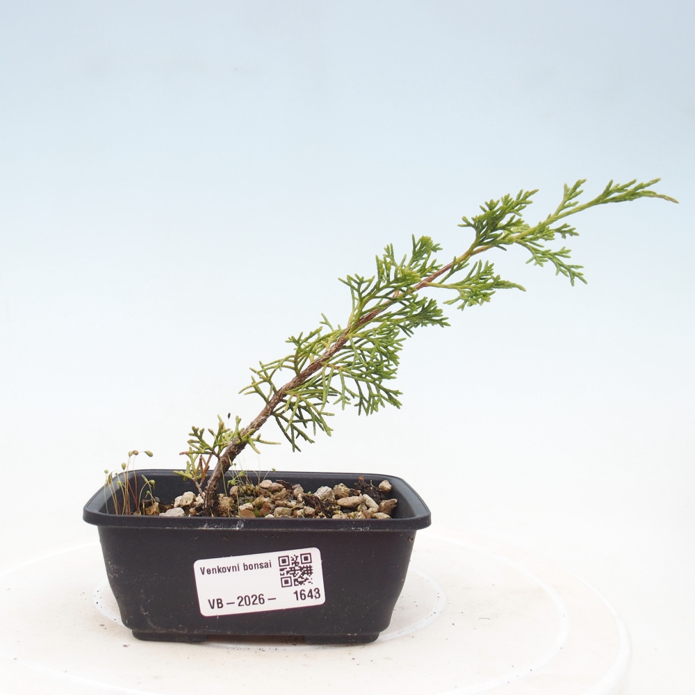 Kültéri bonsai - Juniperus chinensis Itoigawa
