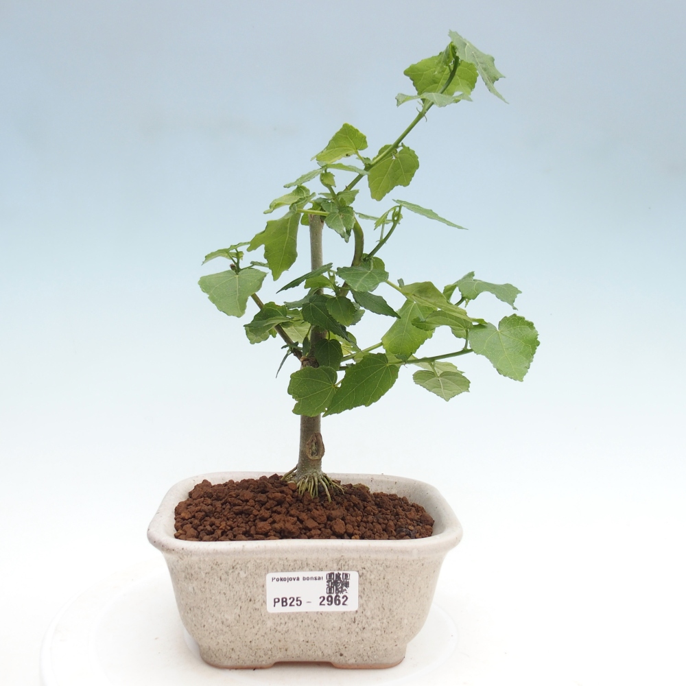 Beltéri bonsai - Malvaviscus arboreus