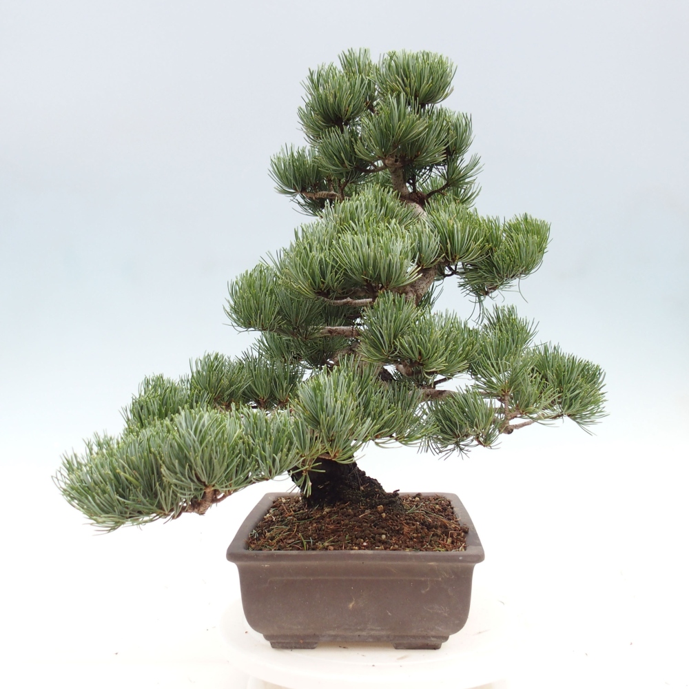 Kültéri bonsai - Pinus parviflora - Pinus parviflora