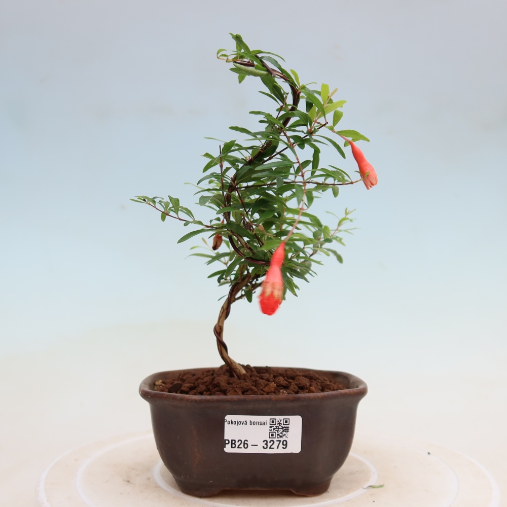 Szobai bonsai-PUNICA granatum nana-gránátalma