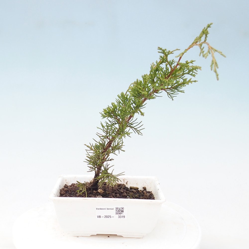 Kültéri bonsai - Juniperus chinensis Itoigawa