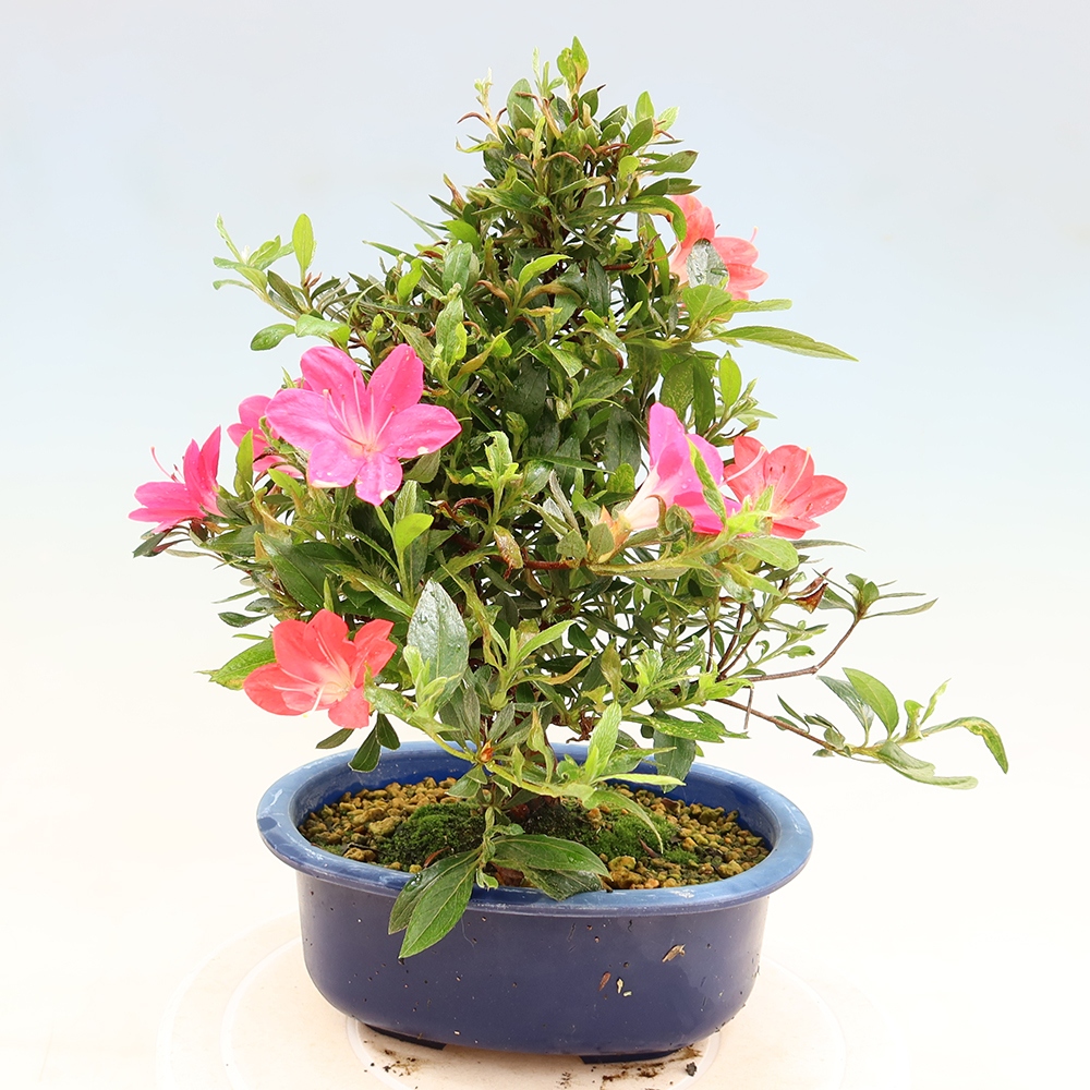 Kültéri bonsai - Japán azálea - Azalea Beniko