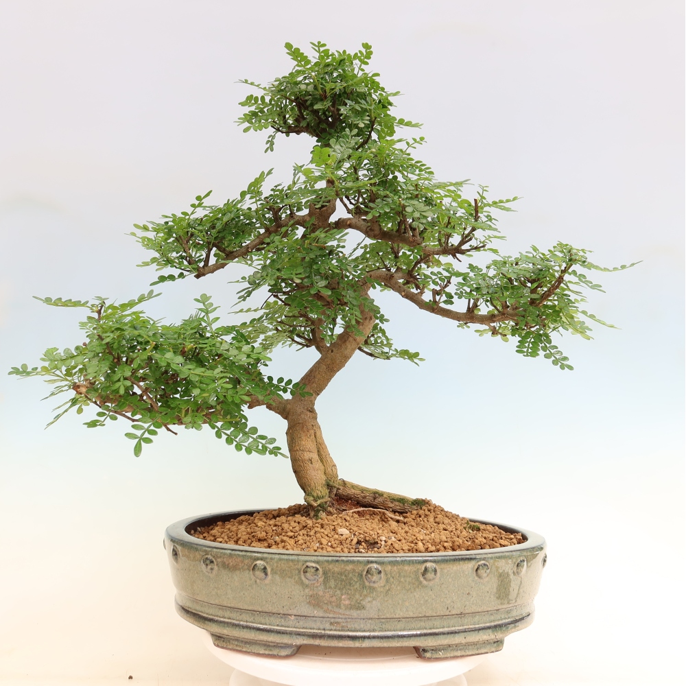 Szobai bonsai - Zantoxylum piperitum - borsfa