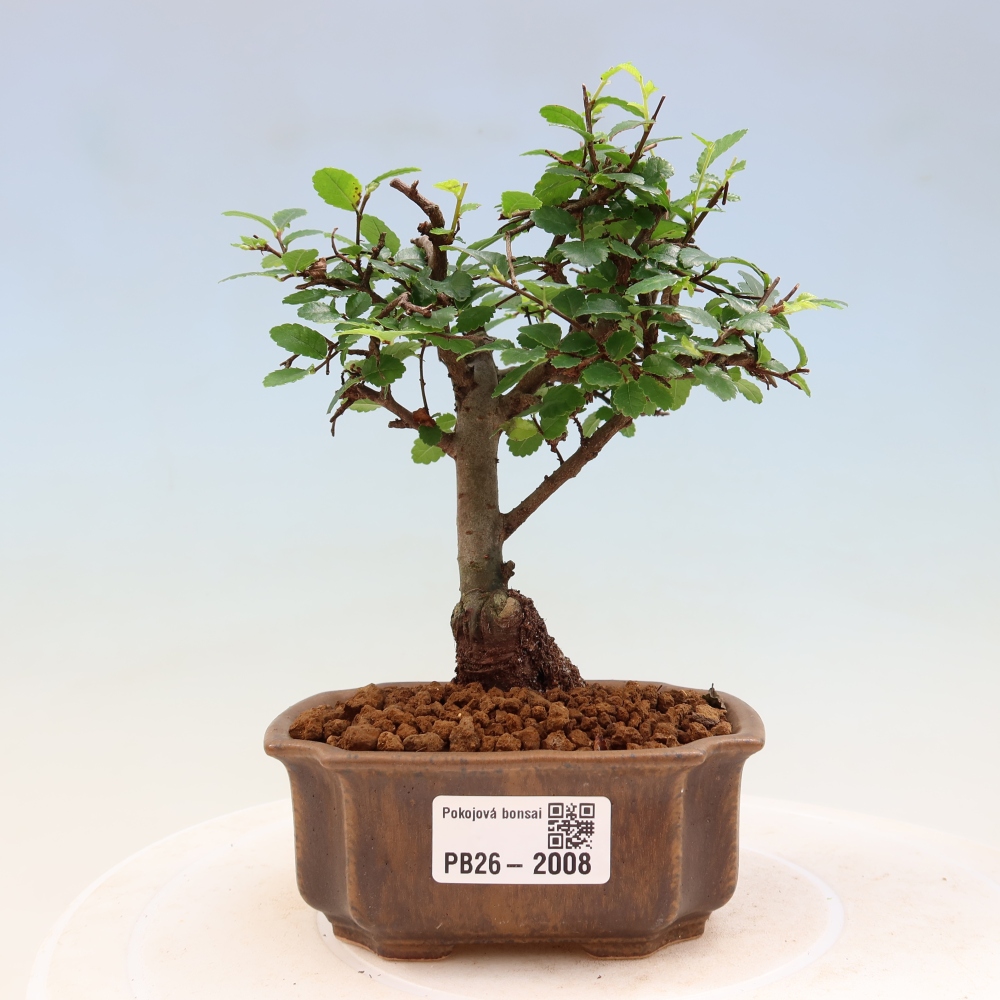 Szobai bonsai - Ulmus parvifolia - Kislevelű szilfa