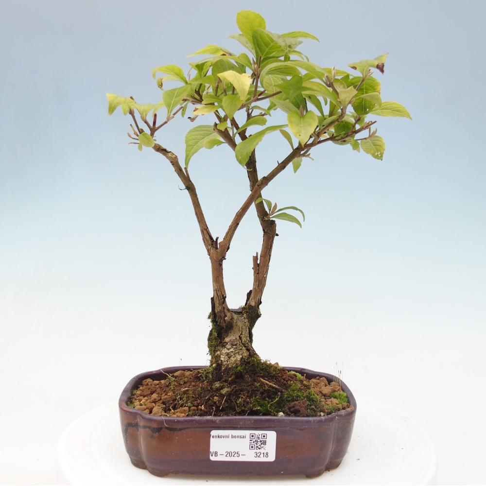 Kültéri bonsai - Callicarpa japonica