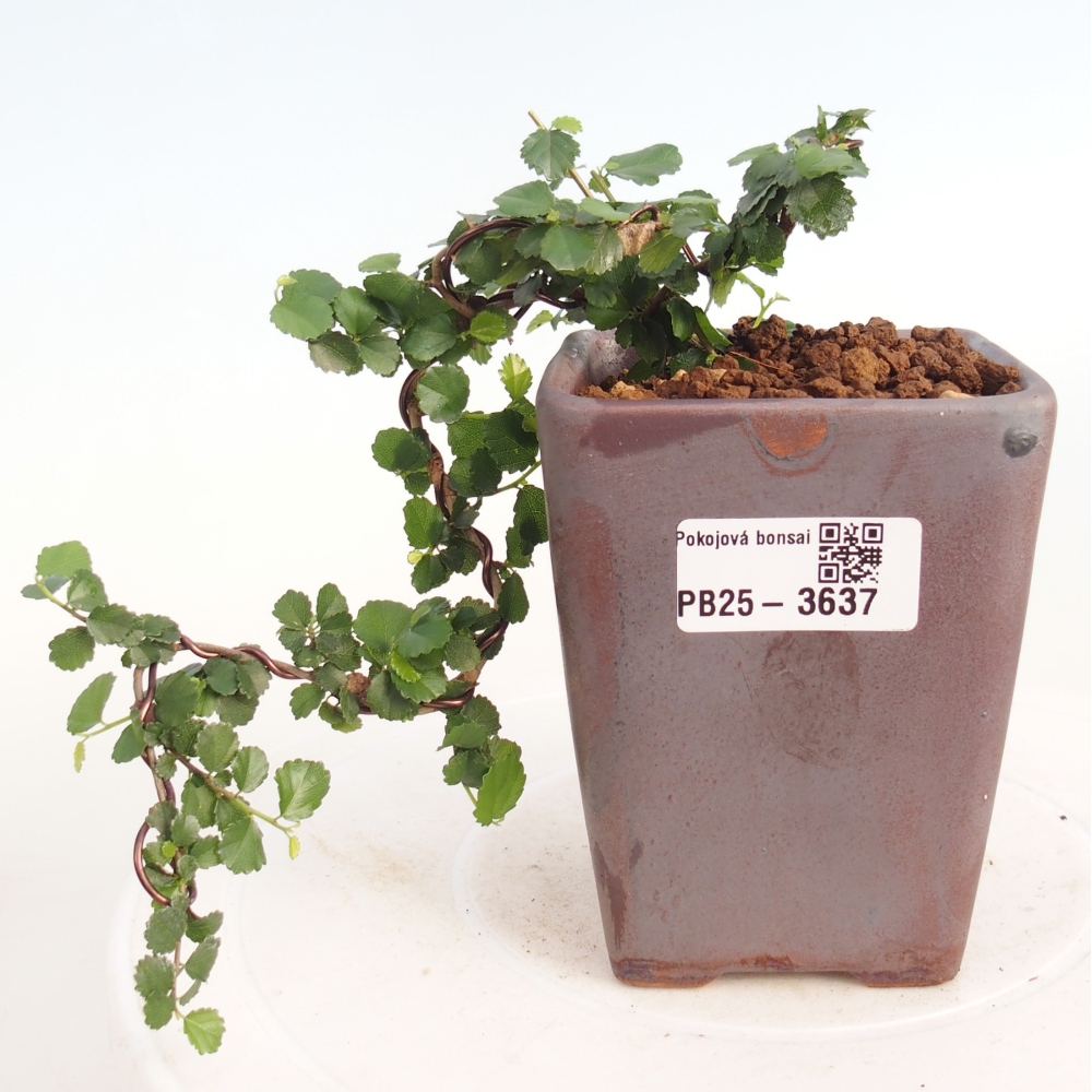 Szobai bonsai - Grewia sp. - Grewia malafolia