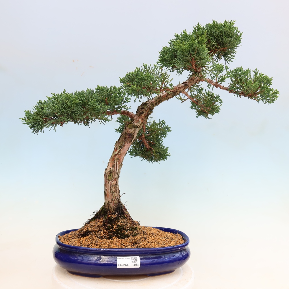 Kültéri bonsai - Juniperus chinensis Kishu