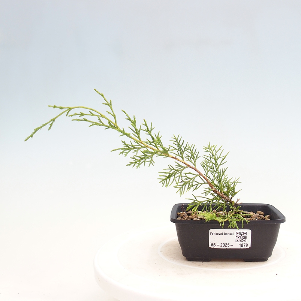 Kültéri bonsai - Juniperus chinensis Itoigawa
