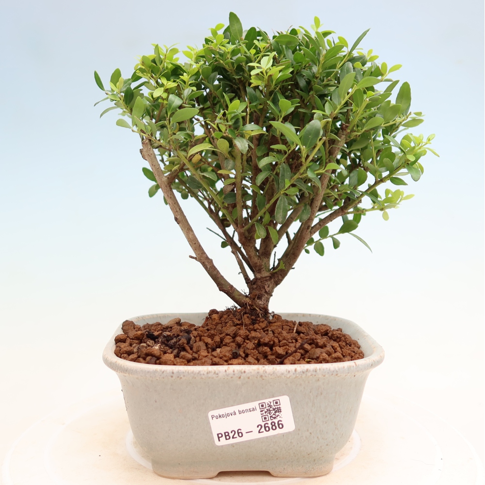 Szobai bonsai - Ilex crenata - Holly