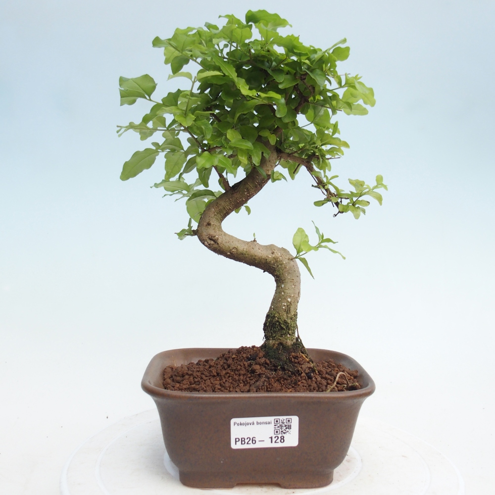 Szobai bonsai -Ligustrum chinensis - Madárcsőr
