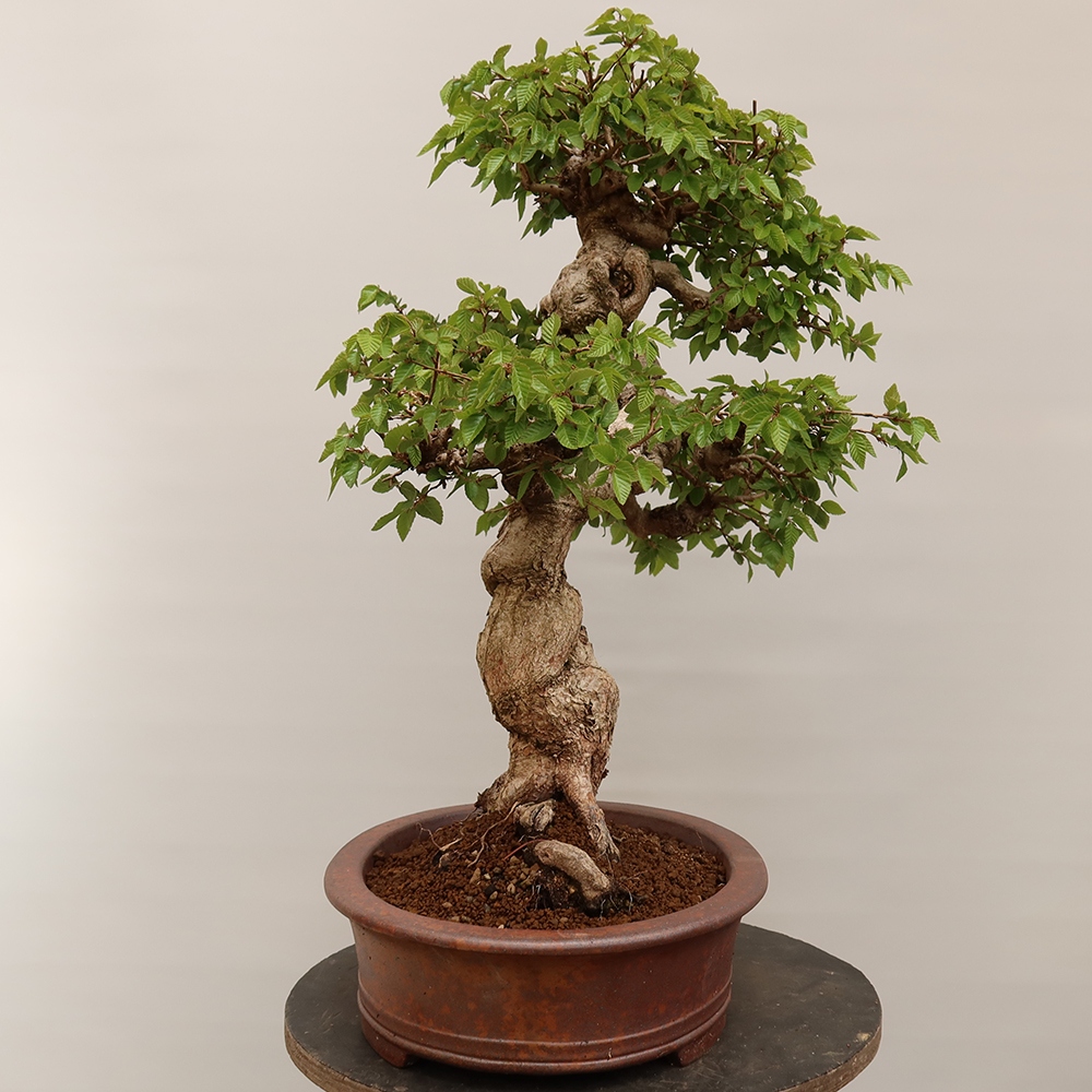 Kültéri bonsai -Carpinus Coreana - Koreai gyertyánfa