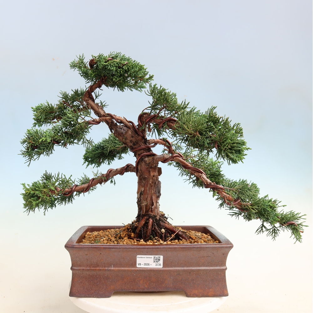Kültéri bonsai - Juniperus chinensis Kishu