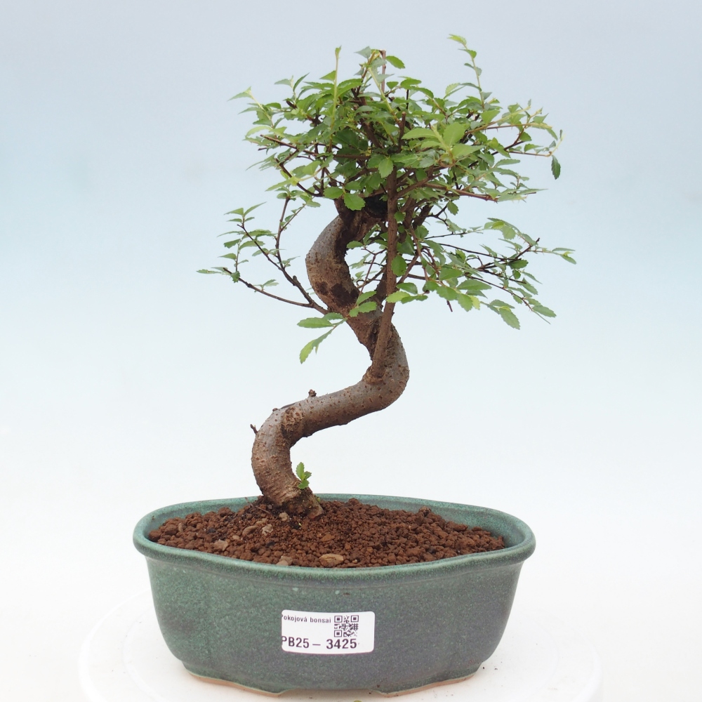 Szobai bonsai - Ulmus parvifolia - Kislevelű szilfa