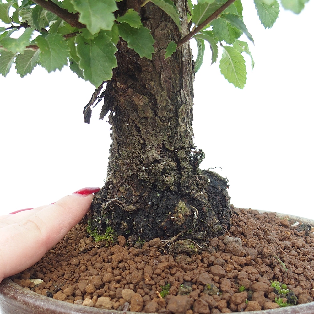 Kültéri bonsai - Zelkova - Zelkova NIRE
