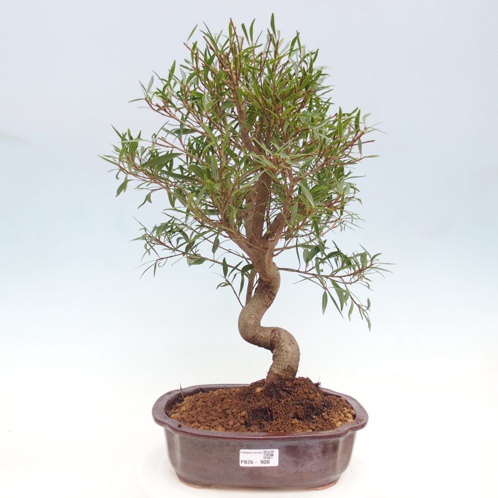Szobai bonsai - Ficus nerifolia - kislevelű fikusz