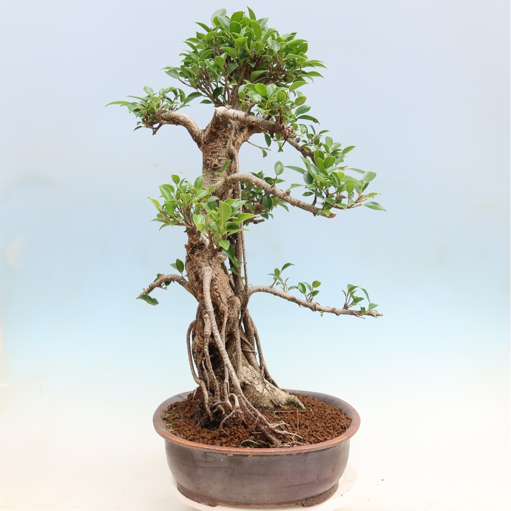 Szobai bonsai - Ficus kimmen - kislevelű fikusz