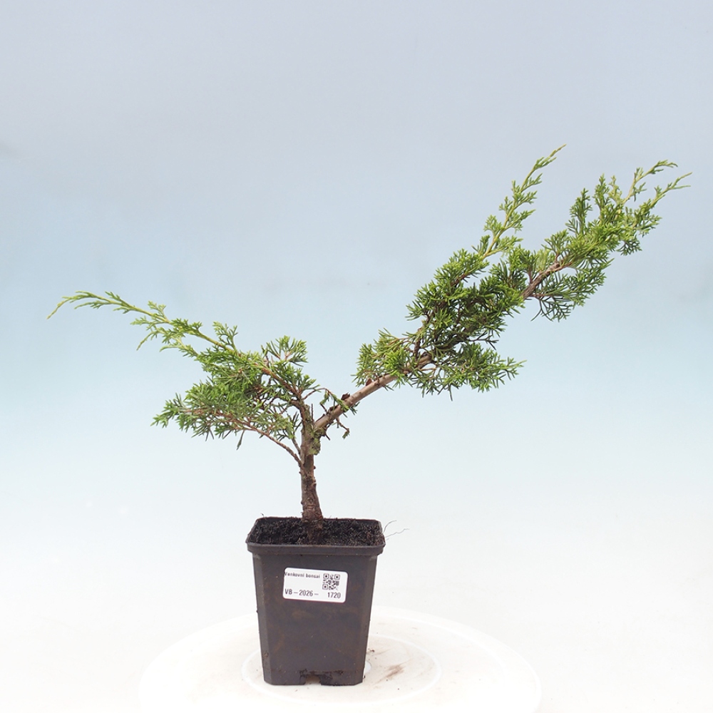 Kültéri bonsai - Juniperus chinensis Itoigawa