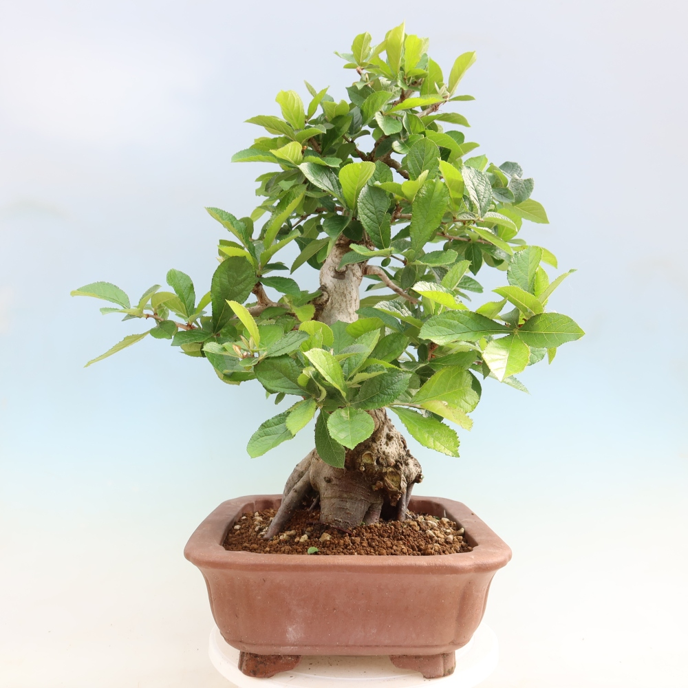 Kültéri bonsai - Photinia villosa