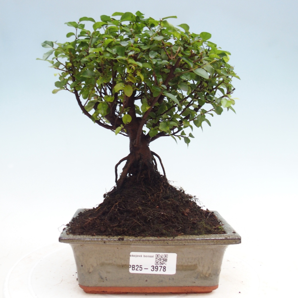 Szobai bonsai - Sageretia thea - Sageretia thea