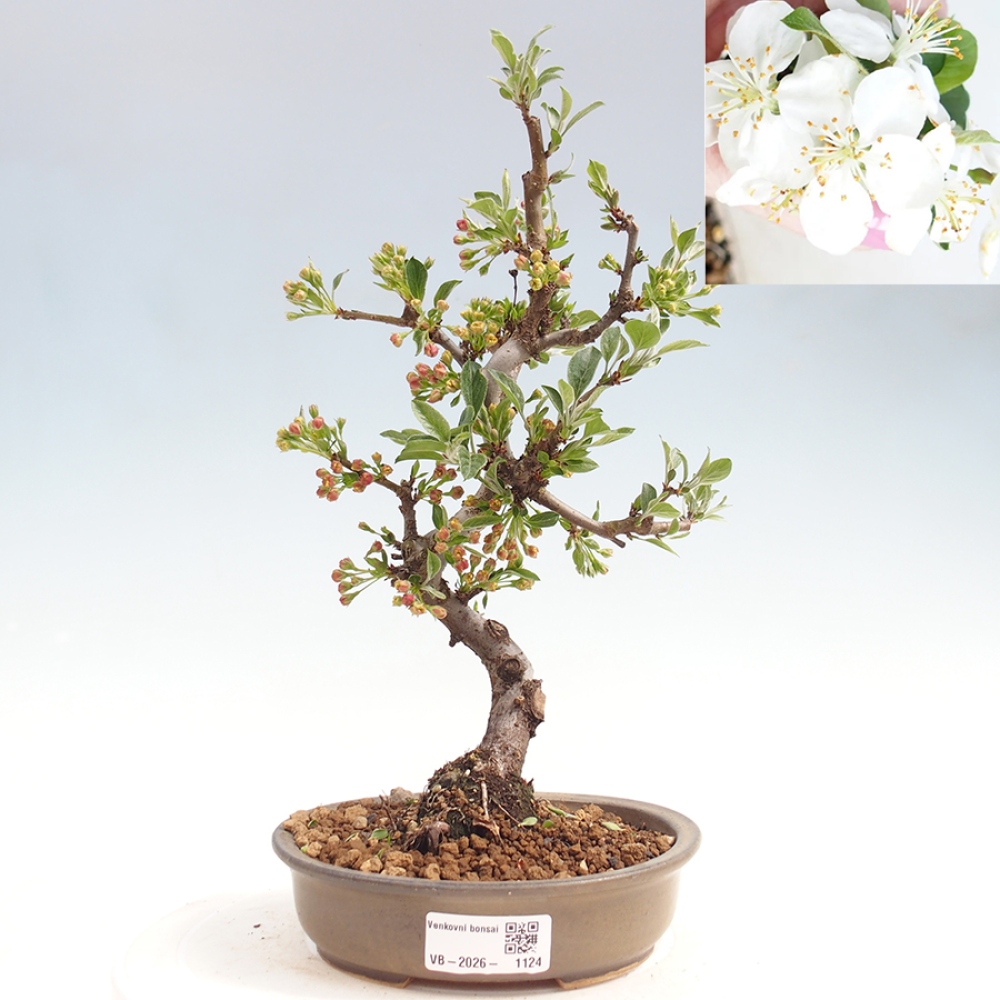 Kültéri bonsai - Malus sargentii - Kis gyümölcsű almafa