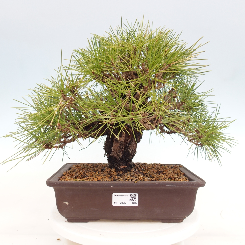 Kültéri bonsai - Pinus thunbergii - Thunberg fenyő