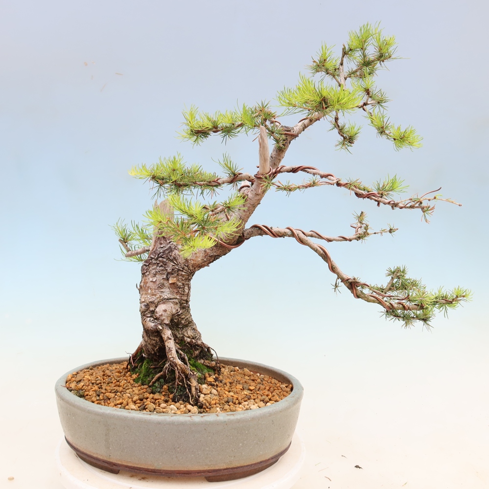 Kültéri bonsai - Larix decidua - vörösfenyő
