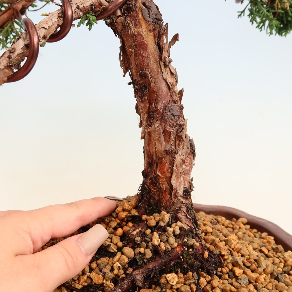Kültéri bonsai - Juniperus chinensis Kishu