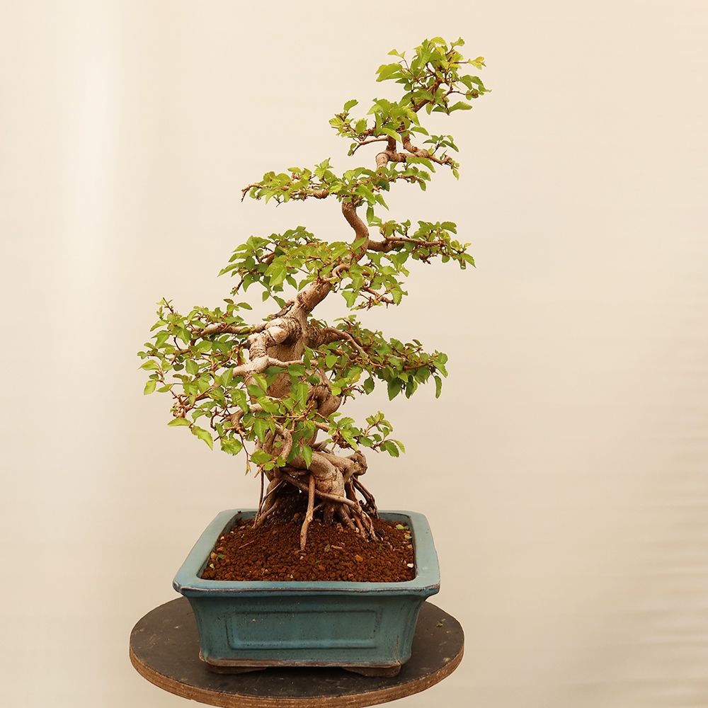 Kültéri bonsai -Carpinus Coreana - Koreai gyertyánfa