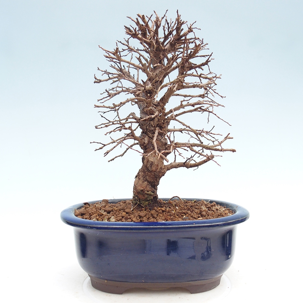 Kültéri bonsai - Zelkova - Zelkova NIRE
