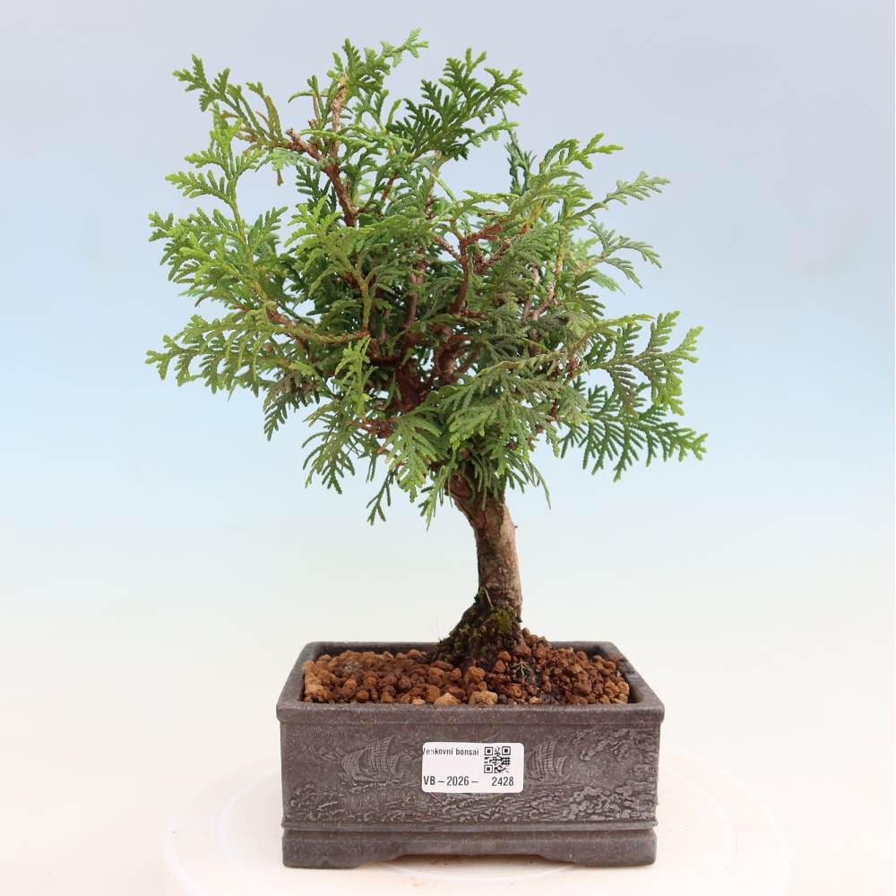 Kültéri bonsai – Thuja occidentalis – zerav