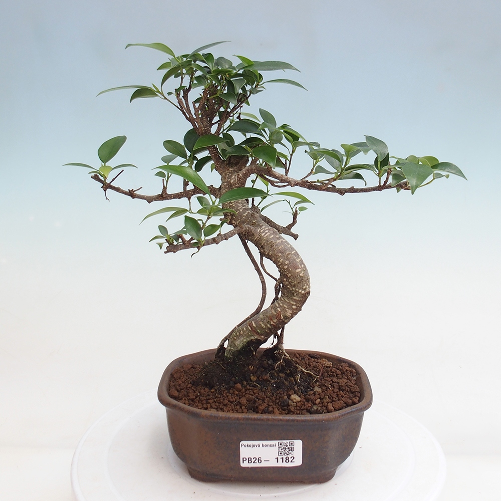 Szobai bonsai - Ficus retusa - kislevelű fikusz