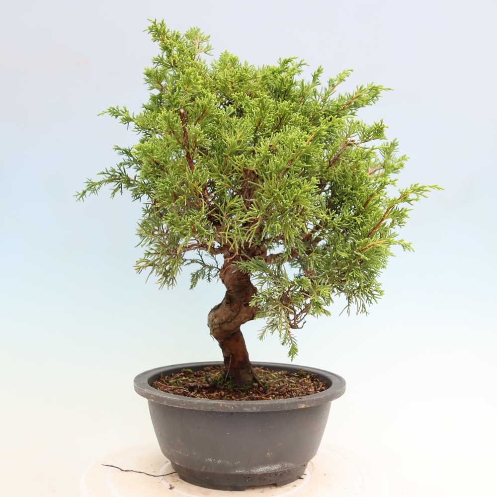 Kültéri bonsai - Juniperus chinensis Itoigawa-Juniperus chinensis