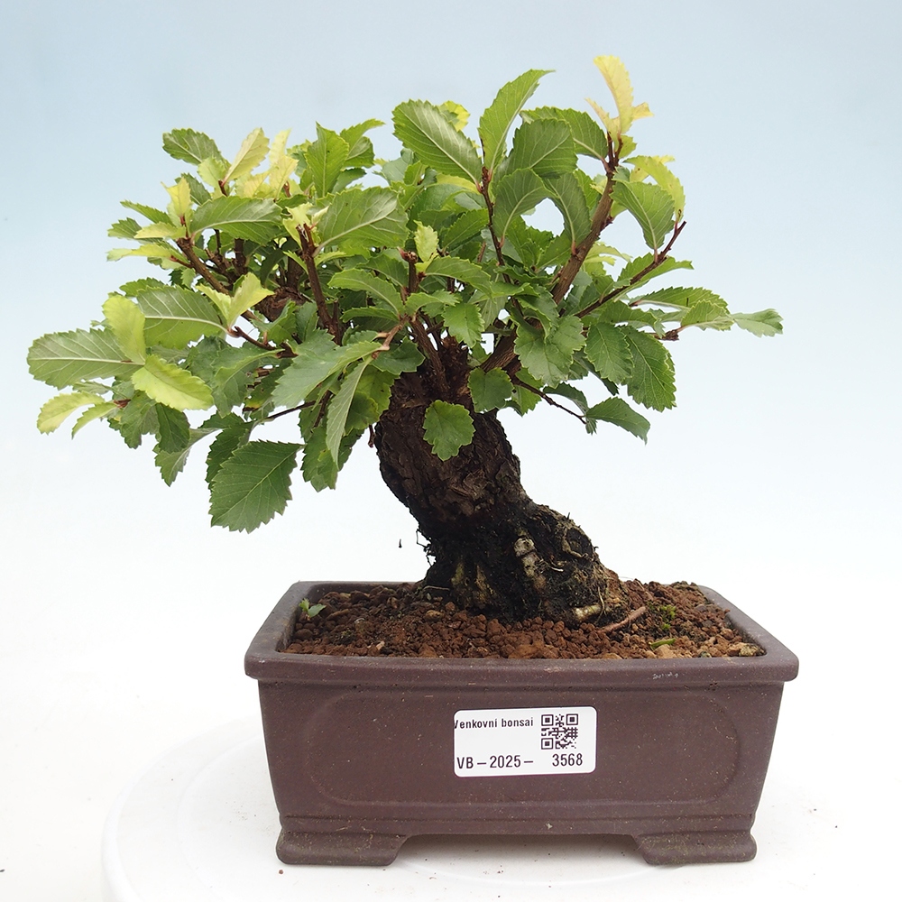 Kültéri bonsai - Zelkova - Zelkova NIRE