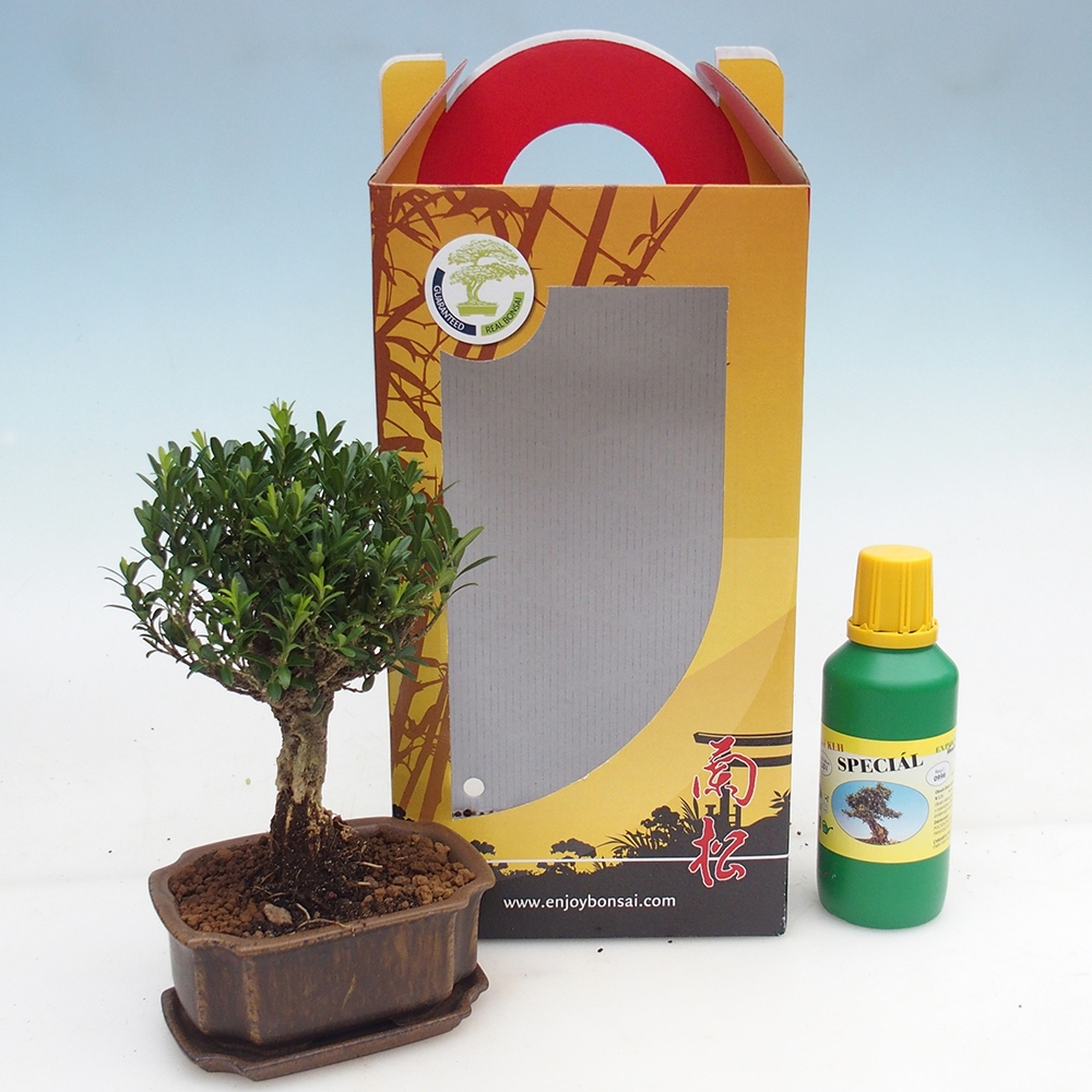 Szobai bonsai ajándékdobozban Buxus harlandii - parafa buxus