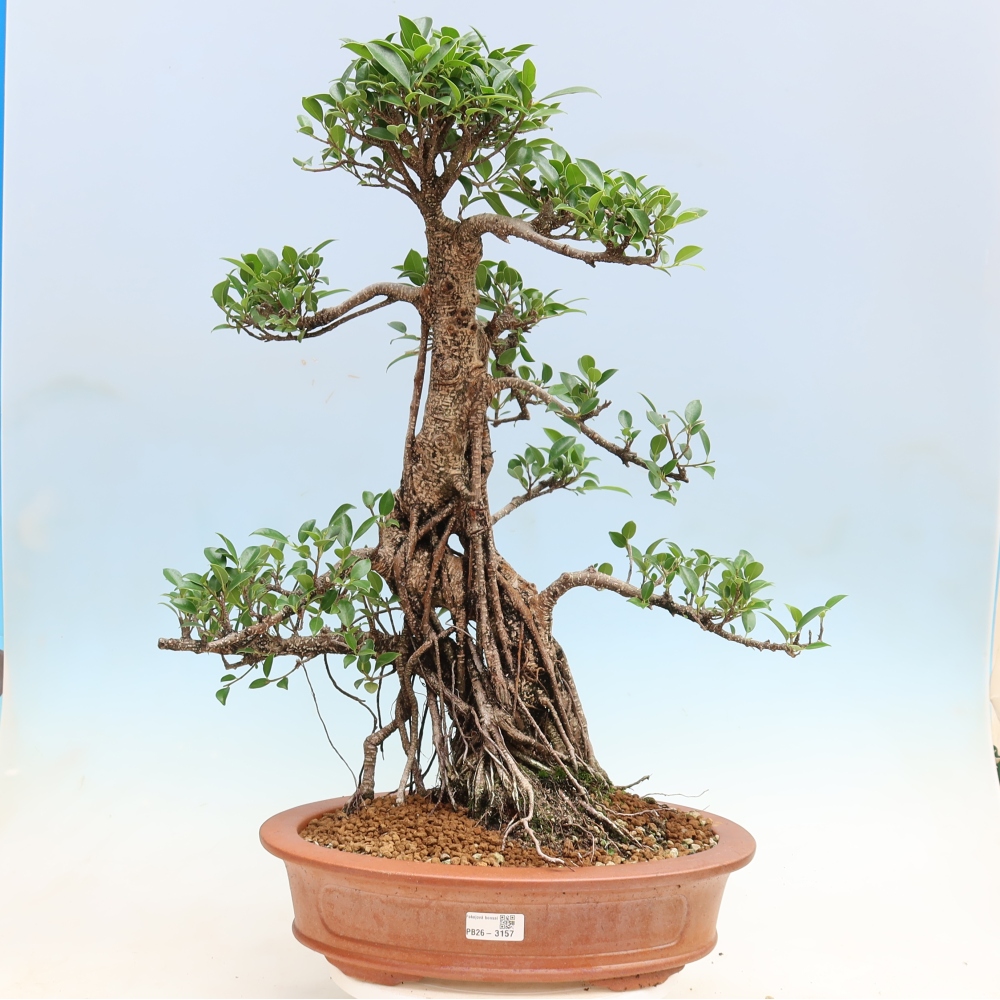 Szobai bonsai - Ficus kimmen - kislevelű fikusz