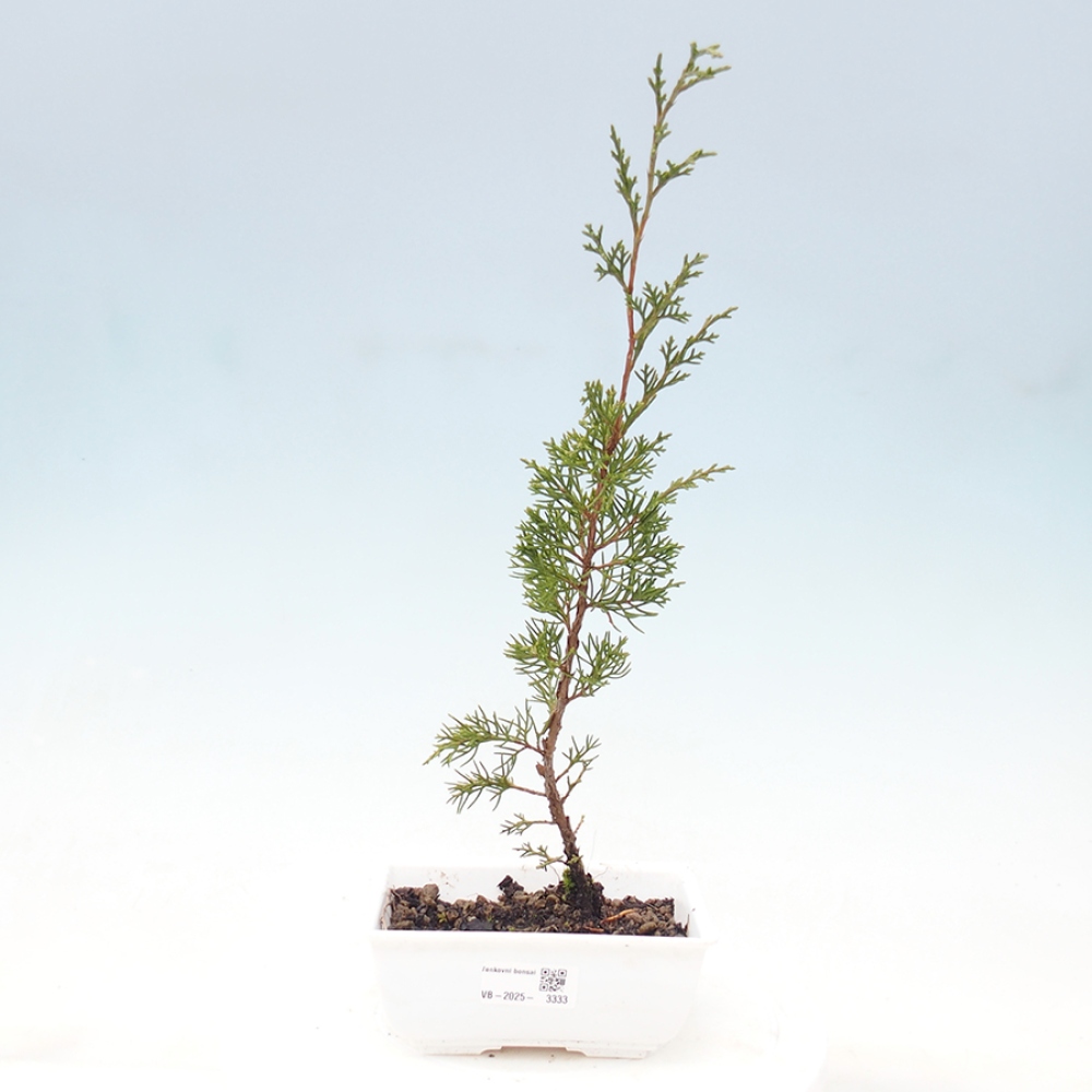 Kültéri bonsai - Juniperus chinensis Itoigawa