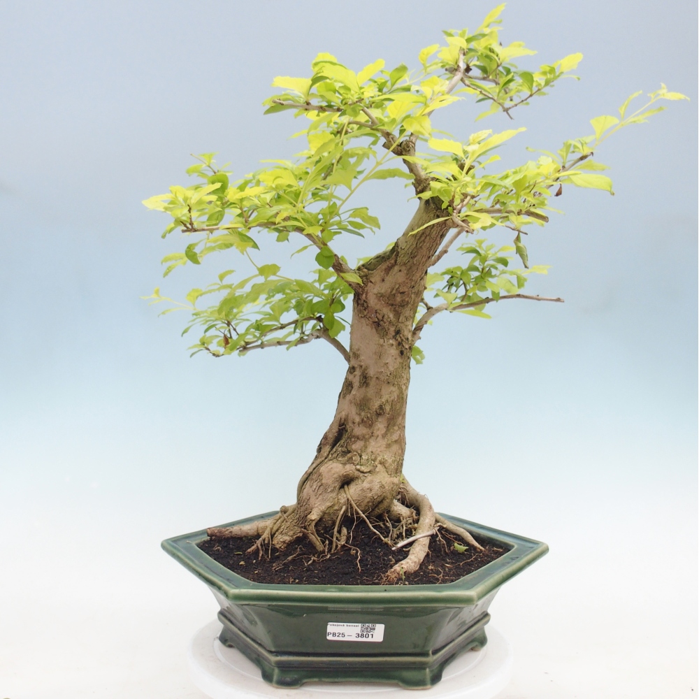 Szobai bonsai - Duranta erecta Aurea