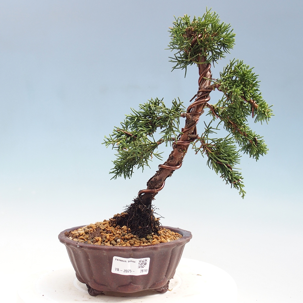 Kültéri bonsai - Juniperus chinensis Kishu