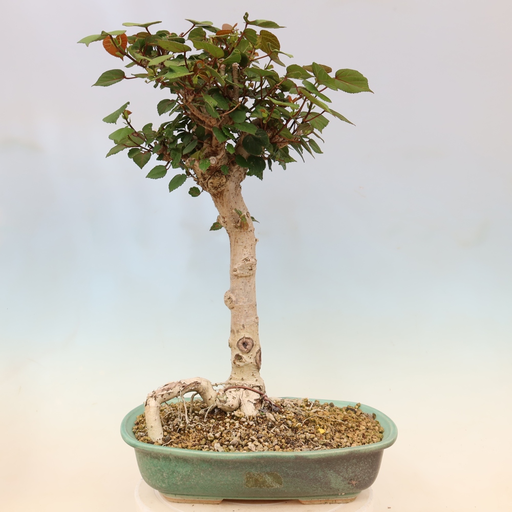 Beltéri bonsai - Hibiscus tiliaceus - tengeri hibiszkusz