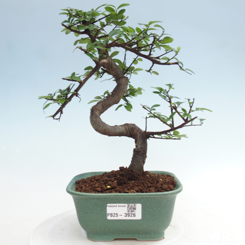 Szobai bonsai - Ulmus parvifolia - Kislevelű szilfa