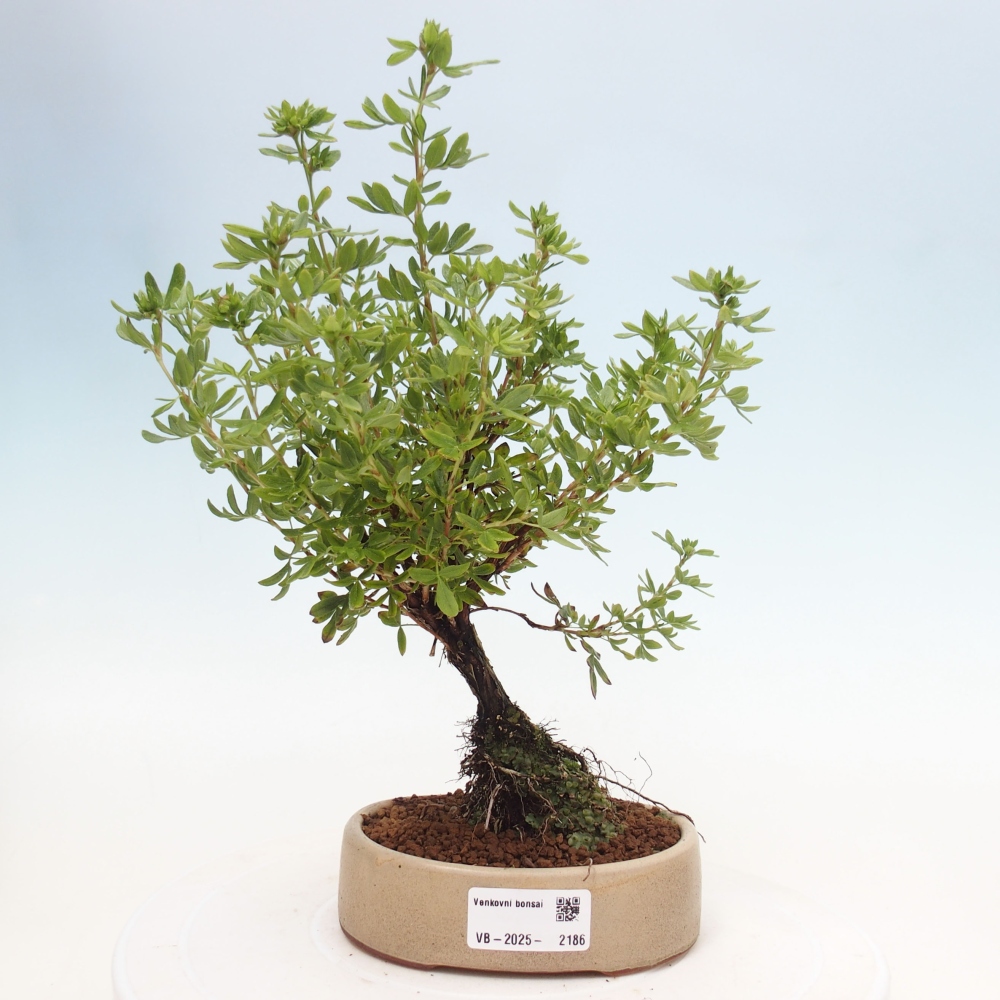 Kültéri bonsai - Potentila fruticosa sárga Bird