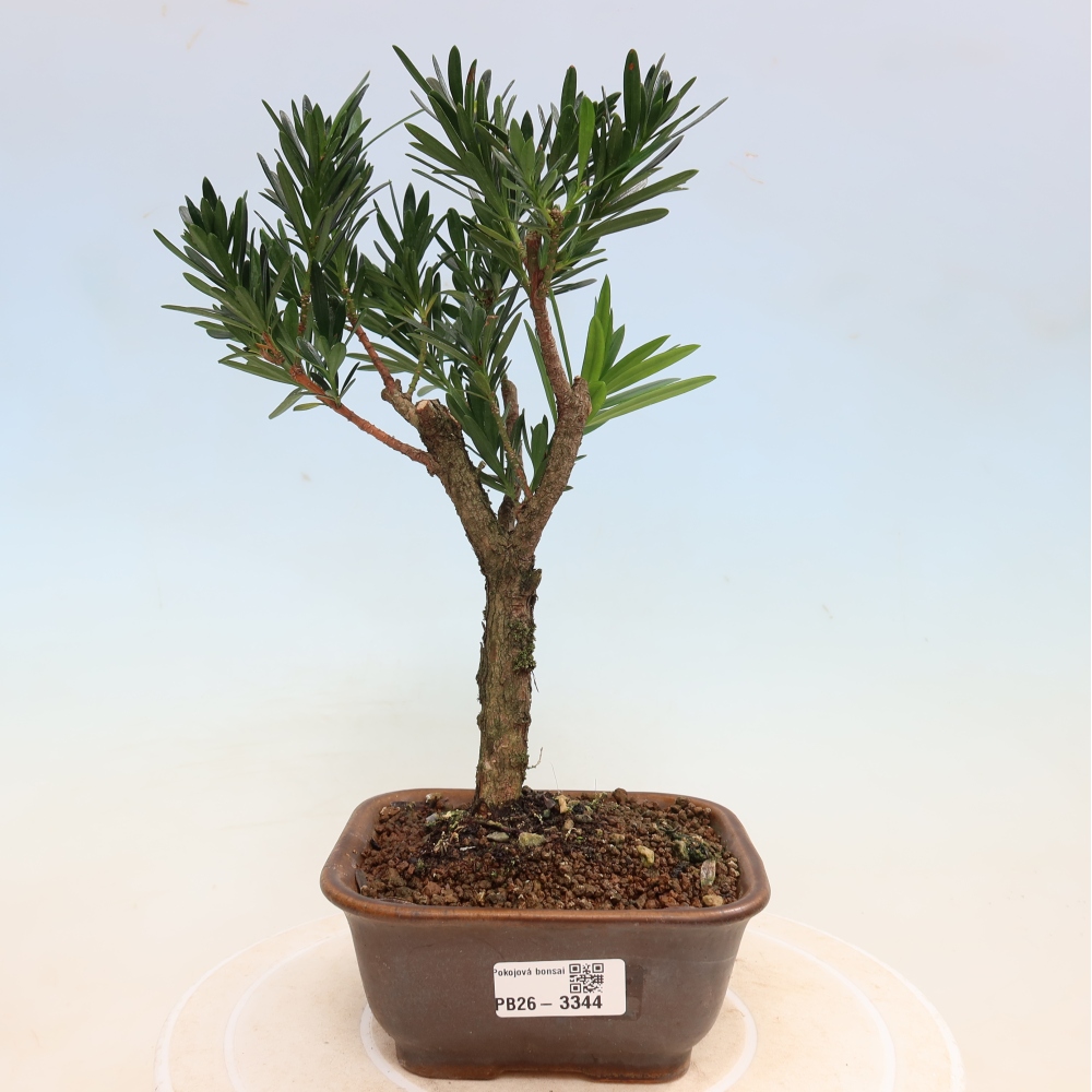 Szobai bonsai - Podocarpus - Kőtiszafa