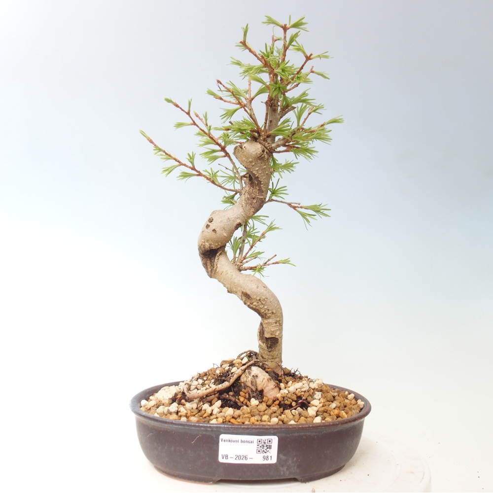 Kültéri bonsai -Pseudolarix amabis-Pseudolarix amabis-Pseudolarix amabis