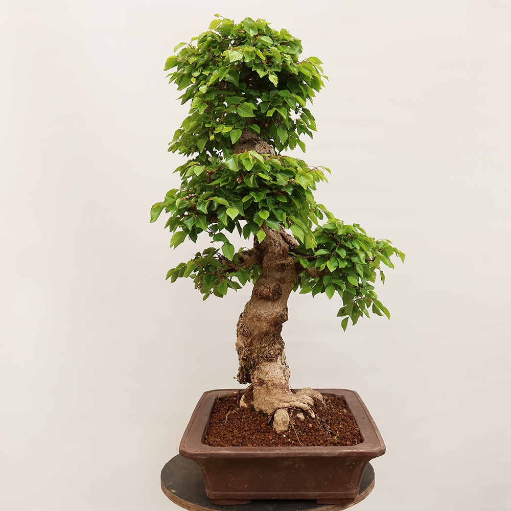 Kültéri bonsai -Carpinus Coreana - Koreai gyertyánfa