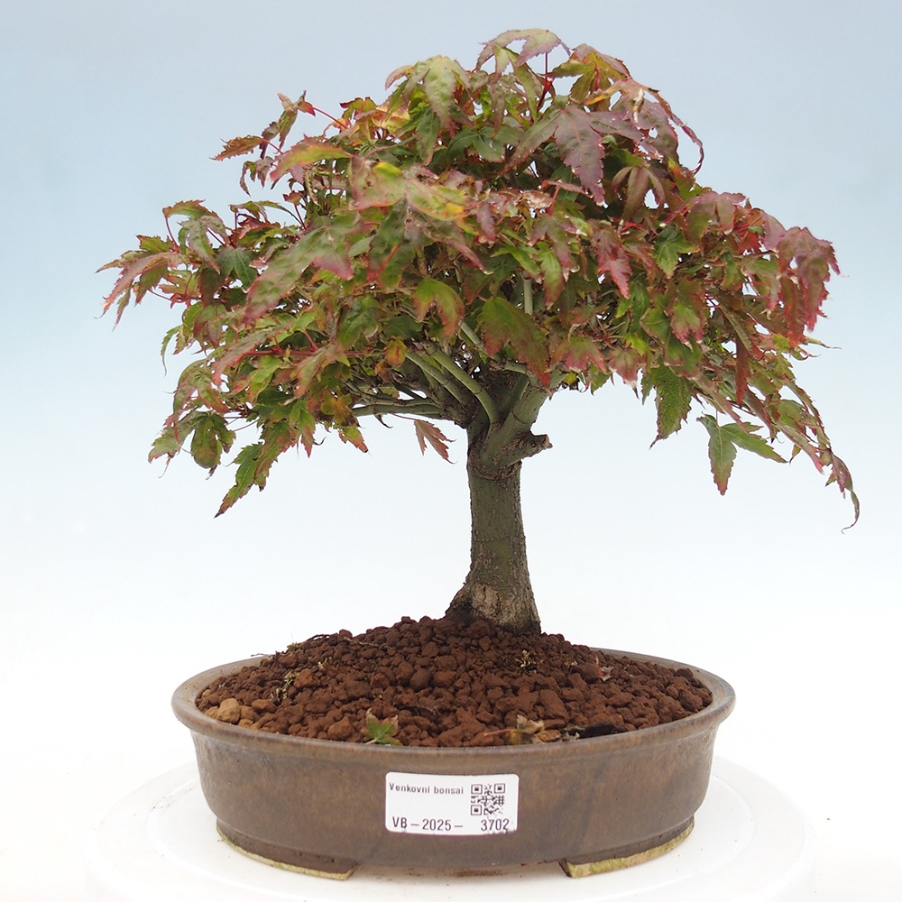 Acer palmatum KIOHIME - Pálma juhar