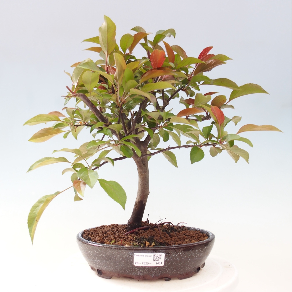 Kültéri bonsai -Malus domestica - Kis gyümölcsű piros levelű almafa