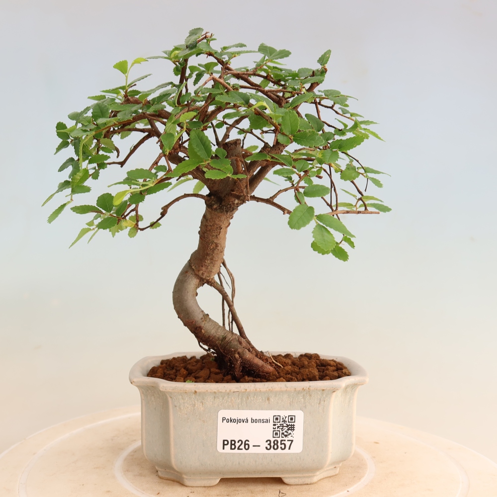 Szobai bonsai - Ulmus parvifolia - Kislevelű szilfa