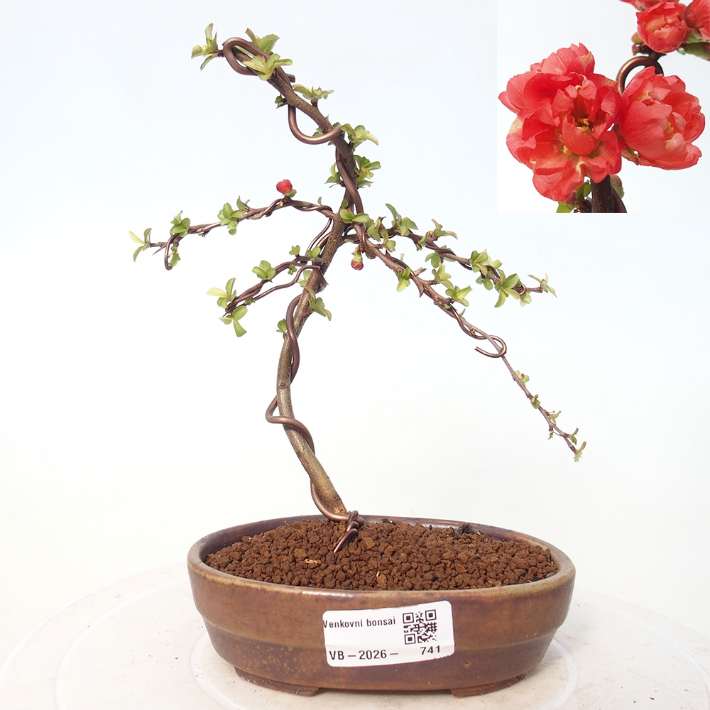 Kültéri bonsai - Chaneomeles s. Red Joy - birs